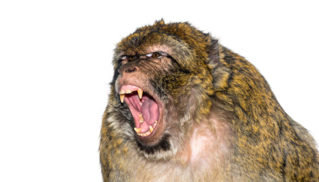 Monkey with open mouth