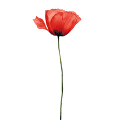 Vibrant Orange Poppy Flower with Delicate Petals on Isolated Background