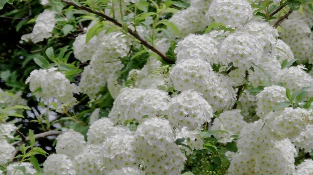 한국,식물,꽃,나무,꼬리조팝나무,Korea, plants, flowers, trees,Willow-leaf spirea 