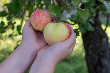 Mouth-watering ripe varietal apples ripened on the garden plot. Apples on the apple tree. Fruit.