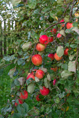 Mouth-watering ripe varietal apples ripened on the garden plot. Apples on the apple tree. Fruit.