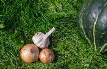 Onions, garlic, pumpkin are lying on the grass. Healthy vegetables grew in the autumn in the garden. Autumn. Harvesting. Vegetables. 