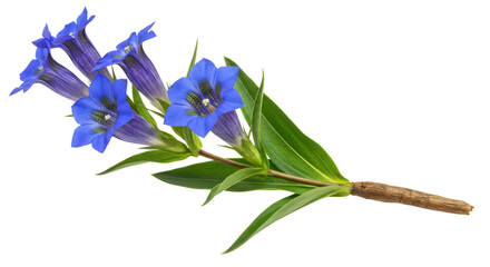 Gentian flowers with stem isolated PNG with Transparent Background