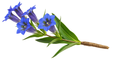Gentian flowers with stem isolated PNG with Transparent Background