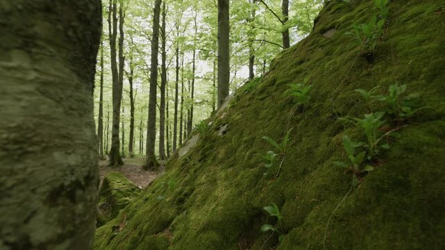 FORESTA DI FAGGI IN APPENNINO

