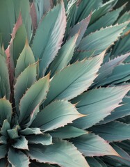 Pastel agave leaves, vibrant texture, abstract background, nature, decor