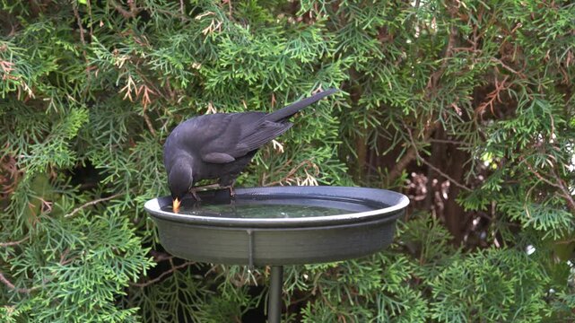 blackbitd at the birdbath