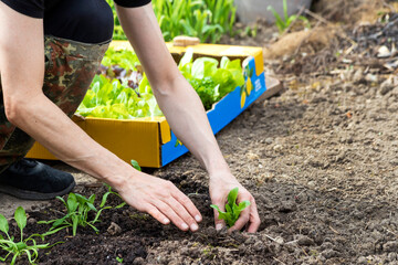 Person planting lettuce seedlings in a garden during spring
