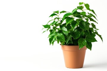Potted plant leaf white background houseplant.