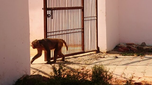 Monkey Video having fun in summers