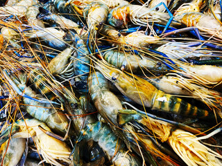 Fresh big shrimp/prawn in the market.