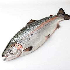 Naklejka premium colorful fish