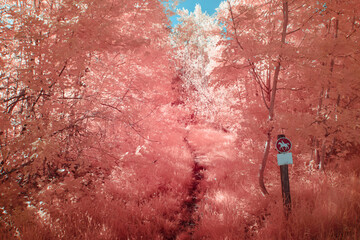 Vibrant pink foliage along a forest path in Salzburg captured in infrared photography