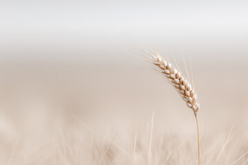 single ear of wheat standing tall against soft light sky