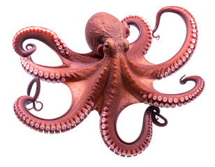 Obraz premium A National Geographic-style photograph of an octopus swimming in the ocean and posing for the camera isolated on a transparent background