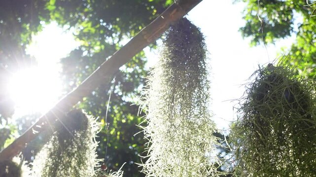 Spanish moss hanging sunlight filter plant beautiful silver leaves 4k