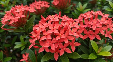 Vibrant cluster of coral-red flowers with lush green foliage
