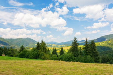 mountainous carpathian countryside scenery in summer. fir tree on the grassy alpine hill. summer vacations in highlands of ukraine. view in to the distant rural valley