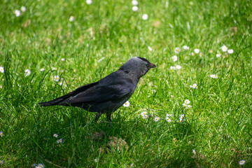 A western-jackdaw in the grass