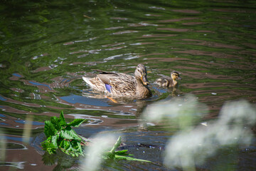 Obraz premium A mother duck and her baby swimming