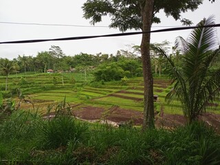 Lush Green Terraced Rice Fields in Tropical Landscape