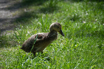 A small duck in the grass