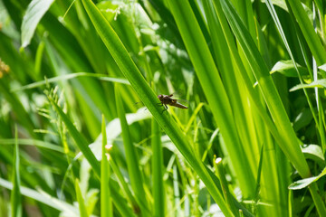 A close up shot of a dragonfly