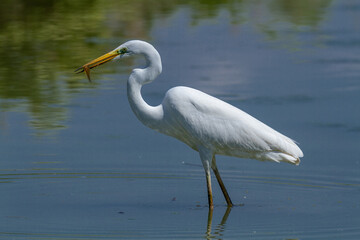 heron marsh bird fishing fish or amphibians in marshes lakes and rivers in europe