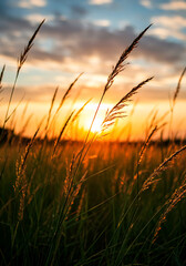Fototapeta premium wheat field at sunset, Golden Sunset Through Tall Grass in Nature Field