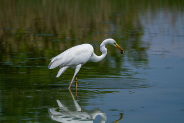 heron marsh bird fishing fish or amphibians in marshes lakes and rivers in europe