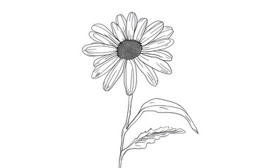 Continuous line drawing daisy flower sketch plant white.