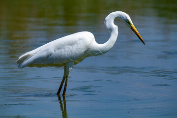 heron marsh bird fishing fish or amphibians in marshes lakes and rivers in europe