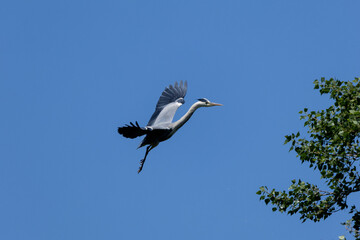 heron marsh bird fishing fish or amphibians in marshes lakes and rivers in europe