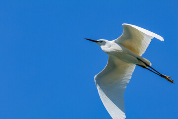 heron marsh bird fishing fish or amphibians in marshes lakes and rivers in europe