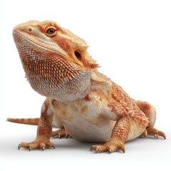 Obraz premium A Stunning Orange Bearded Dragon Lizard Posing Against a White Background Perfect for Pet Reptile or Wildlife Projects