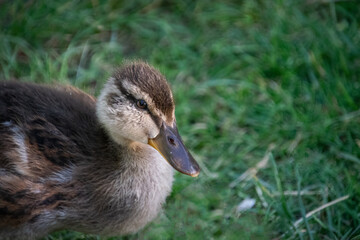 A portrait of a baby duck
