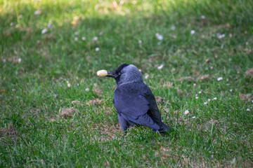 A close up of a western-jackdaw
