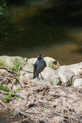 A close up of a western-jackdaw