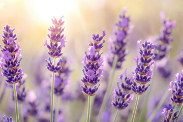 Naklejka premium A simple and clear sentence for naming the image could be: Lavender flowers blooming in a vibrant purple field in Provence