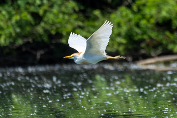 heron marsh bird fishing fish or amphibians in marshes lakes and rivers in europe
