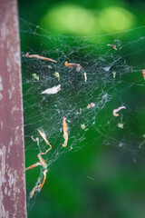 A spider web close up