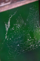 A spider web close up