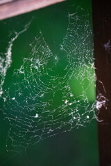 A spider web close up