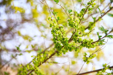 A branch of the elm tree. Dutch elm. Golden elm, in spring