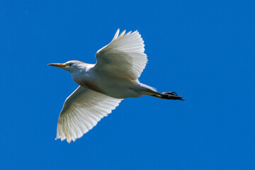 heron marsh bird fishing fish or amphibians in marshes lakes and rivers in europe
