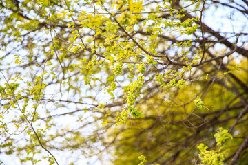 A branch of the elm tree. Dutch elm. Golden elm, in spring