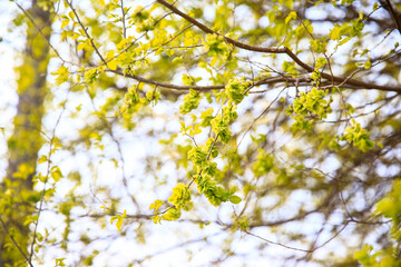 A branch of the elm tree. Dutch elm. Golden elm, in spring