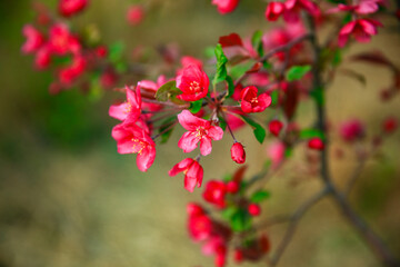 The blooming begonia flowers are in spring.