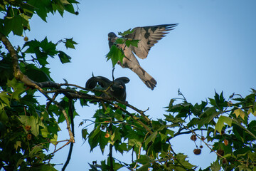 Two pigeons on a tree