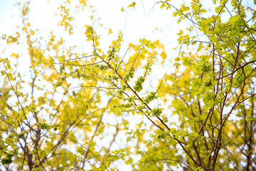 A branch of the elm tree. Dutch elm. Golden elm, in spring